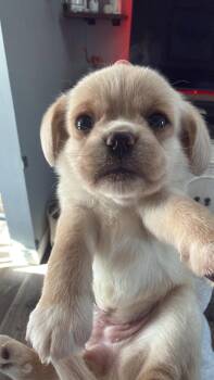 Stuffin -  Mixed Breed Dog for Adoption in Athens, Ontario - Stuffin | PetCurious