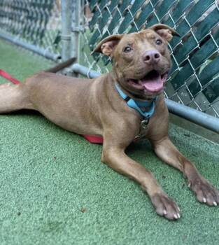 Rescue Pit Bull Terrier and Mixed Breed Dogs for Adoption in Valley View, Ohio - Velle | PetCurious