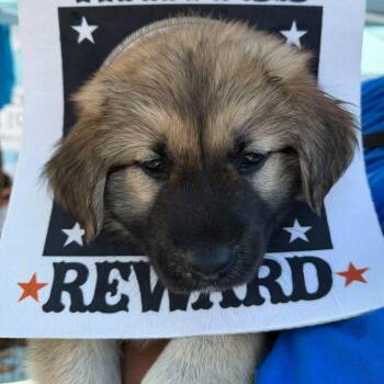 Shepherd puppy -  Shepherd Dog for Adoption in Agua Dulce, California - Shepherd Puppy | PetCurious