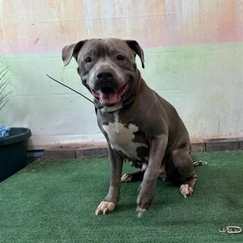 Dior -  Staffordshire Bull Terrier Dog for Adoption in San Gabriel, California - Dior | PetCurious