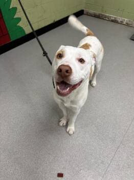 English Springer Spaniel and American Staffordshire Terrier Dogs Available for Adoption in Indianapolis, Indiana - MOKASIN | PetCurious