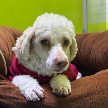 Poodle Dogs Available for Adoption - Nate | PetCurious