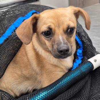 Terrier Dogs Available for Adoption in Portland, Texas - TXAC-Stray-19733 | PetCurious