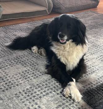 Border Collie Dogs Available for Adoption in Culpeper, Virginia - Wiley | PetCurious