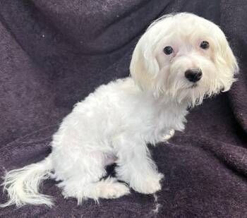 Austin -  Maltese and Poodle Dog for Adoption in Wheaton, Illinois - Austin | PetCurious