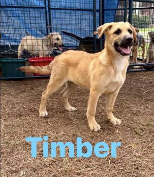 Timber -  Black Mouth Cur Dog for Adoption in Pembroke, Massachusetts - Timber | PetCurious