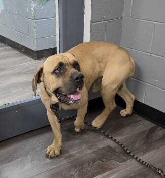 Merlin -  Mastiff Dog for Adoption in Trenton, New Jersey - Merlin | PetCurious