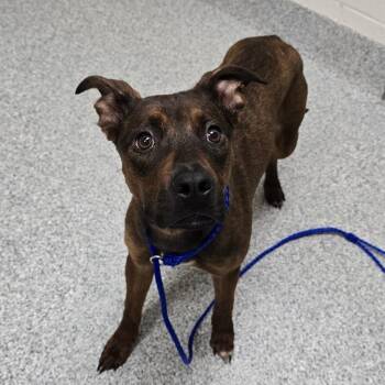 Shepherd Dogs Available for Adoption in Grand Rapids, Michigan - Holly | PetCurious