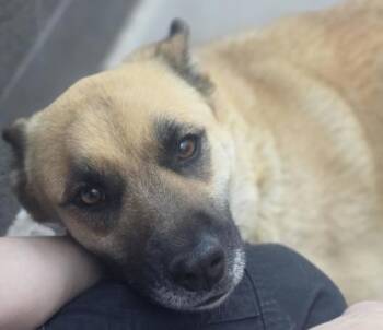 Cupcake Sprinkle Princess* -  Shepherd and Mixed Breed Dog for Adoption in El Paso, Texas - Cupcake Sprinkle Princess* | PetCurious