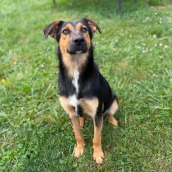 Beckham -  Mixed Breed Dog for Adoption - Beckham | PetCurious