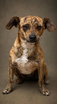 Chihuahua Dogs Available for Adoption in Hondo, Texas - Brandy - The Brindle Beauty | PetCurious