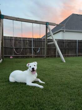 Mozzarella -  Pit Bull Terrier and American Staffordshire Terrier Dog Available for Adoption in Crowley, Texas - Mozzarella | PetCurious
