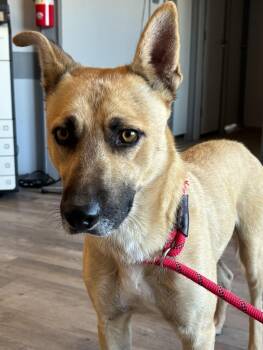 Ansel -  German Shepherd Dog Dog for Adoption in Fort Collins, Colorado - Ansel | PetCurious