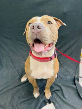 American Bulldog Dogs Available for Adoption in Winter Haven, Florida - PRINCE | PetCurious