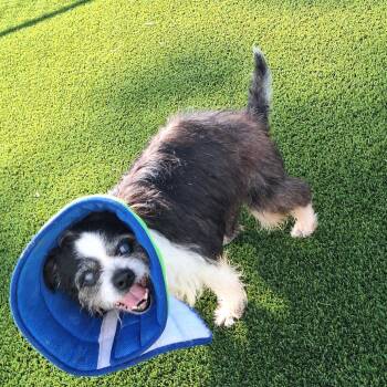 Miss Mabel 1728 -  Boston Terrier and Mixed Breed Dog for Adoption in Loxahatchee Groves, Florida - Miss Mabel 1728 | PetCurious