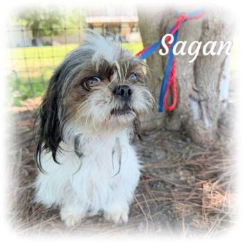Sagan -  Shih Tzu Dog for Adoption in Tulsa, Oklahoma - Sagan | PetCurious