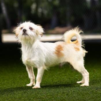 Bruno -  Cairn Terrier and Mixed Breed Dog for Adoption in Jupiter, Florida - Bruno | PetCurious