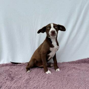 Dachshund and Terrier Dogs Available for Adoption in Carencro, Louisiana - Fix-It Felix | PetCurious