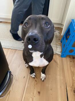 Labrador Retriever Dogs Available for Adoption - Rudy | PetCurious