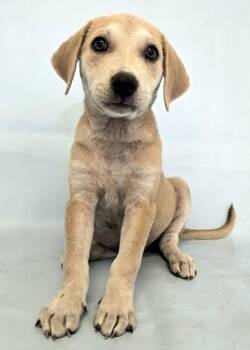 Hansel -  Labrador Retriever and Mixed Breed Dog for Adoption in Morton Grove, Illinois - Hansel | PetCurious