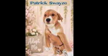 MOLLY RINGWALD -  Labrador Retriever and American Staffordshire Terrier Dog for Adoption in Richmond, Texas - MOLLY RINGWALD | PetCurious