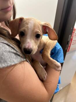 Wizzy -  Pit Bull Terrier and Chihuahua Dog for Adoption in Springfield, Tennessee - Wizzy | PetCurious