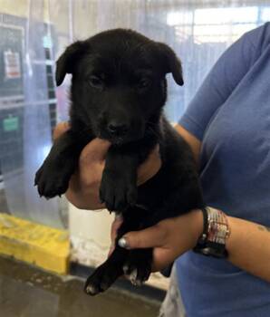 German Shepherd Dog Dogs Available for Adoption in Camarillo, California - CALFORNIA GIRLS | PetCurious