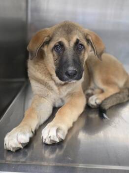 Arely -  Anatolian Shepherd and Mixed Breed Dog for Adoption in Carthage, Missouri - Arely | PetCurious
