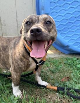 MILLER -  Pit Bull Terrier Dog for Adoption in Hagerstown, Maryland - MILLER | PetCurious