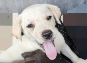MERCURY -  American Staffordshire Terrier Dog for Adoption in San Antonio, Texas - MERCURY | PetCurious