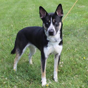 Adam (12091) -  Husky and Shepherd Dog for Adoption in Heath, Ohio - Adam (12091) | PetCurious