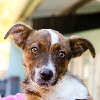 Frankie -  Cattle Dog and Terrier Dog for Adoption in Hattiesburg, Mississippi - Frankie | PetCurious