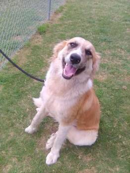 Great Pyrenees Dogs Available for Adoption in Columbia, Maryland - Penny - CS | PetCurious