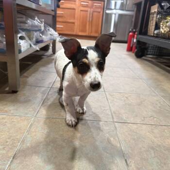 Chihuahua Dogs Available for Adoption in Citrus Heights, California - Mickey | PetCurious