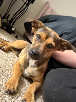 Emmett -  Dachshund and Mixed Breed Dog Available for Adoption in Bossier City, Louisiana - Emmett | PetCurious