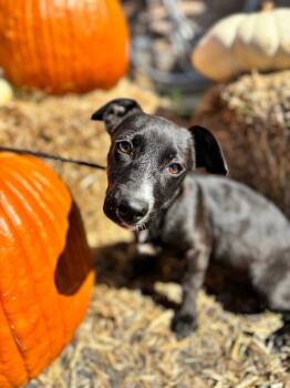 Rescue Beagle and Mixed Breed Dogs for Adoption in Aiken, South Carolina - Ella | PetCurious