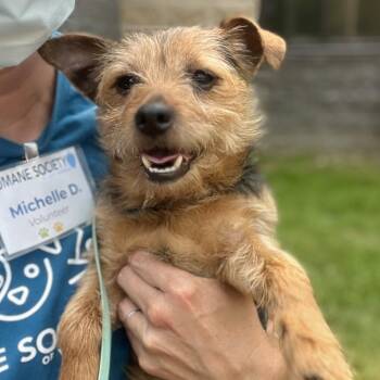 Pancho -  Mixed Breed Dog for Adoption in Walker, Michigan - Pancho | PetCurious