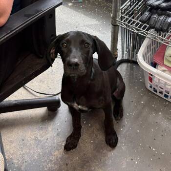 Mixed Breed Dogs Available for Adoption in Columbiana, Alabama - Maye | PetCurious