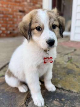 Rescue Great Pyrenees Dogs for Adoption in Kiowa, Oklahoma - Bearin | PetCurious