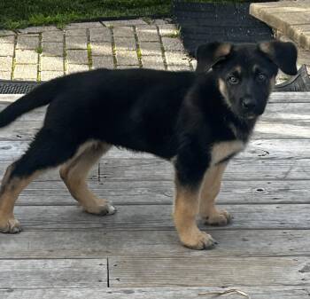 German Shepherd Dog Dogs Available for Adoption in Crystal Lake, Illinois - Rolo | PetCurious