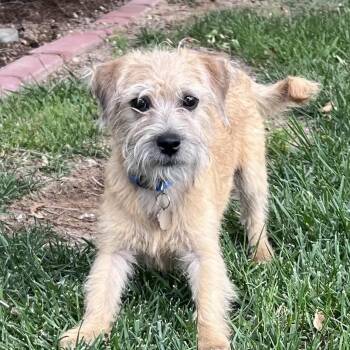 Milo -  Terrier and Mixed Breed Dog for Adoption in Las Vegas, Nevada - Milo | PetCurious