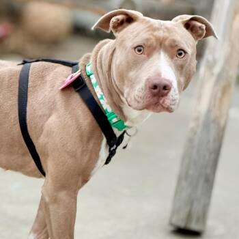 Tequila -  Pit Bull Terrier Dog for Adoption in West Richland, Washington - Tequila | PetCurious