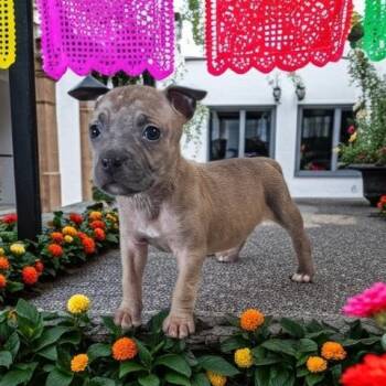 Pit Bull Terrier Dogs Available for Adoption - BEAN | PetCurious