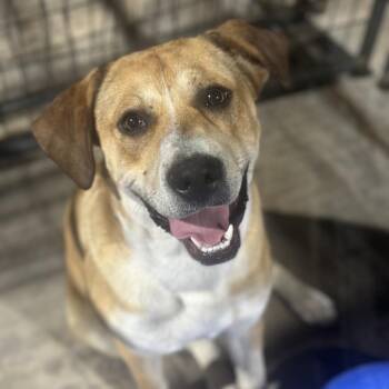 Hound and Shepherd Dogs Available for Adoption - Jammy | PetCurious