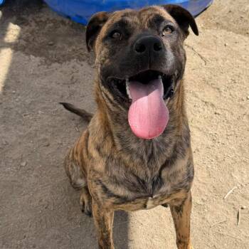 Dutch Shepherd Dogs Available for Adoption in San Jacinto, California - Stephanie | PetCurious