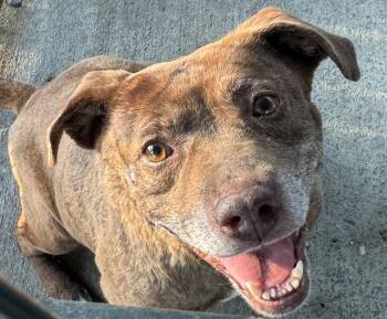 Rescue American Bulldog Dogs for Adoption in Troy, Alabama - June (Senior) | PetCurious