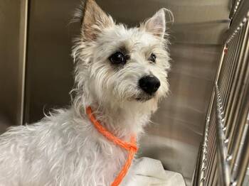 Cairn Terrier Dogs Available for Adoption in Tustin, California - MARSHALS | PetCurious
