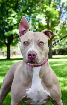 Brandy -  Pit Bull Terrier and Mixed Breed Dog for Adoption in Yakima, Washington - Brandy | PetCurious