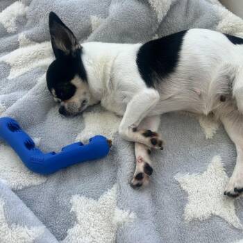 Lily -  Chihuahua Dog for Adoption in New York, New York - Lily | PetCurious