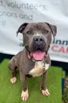 Simone -  Mixed Breed Dog for Adoption in Cincinnati, Ohio - Simone | PetCurious